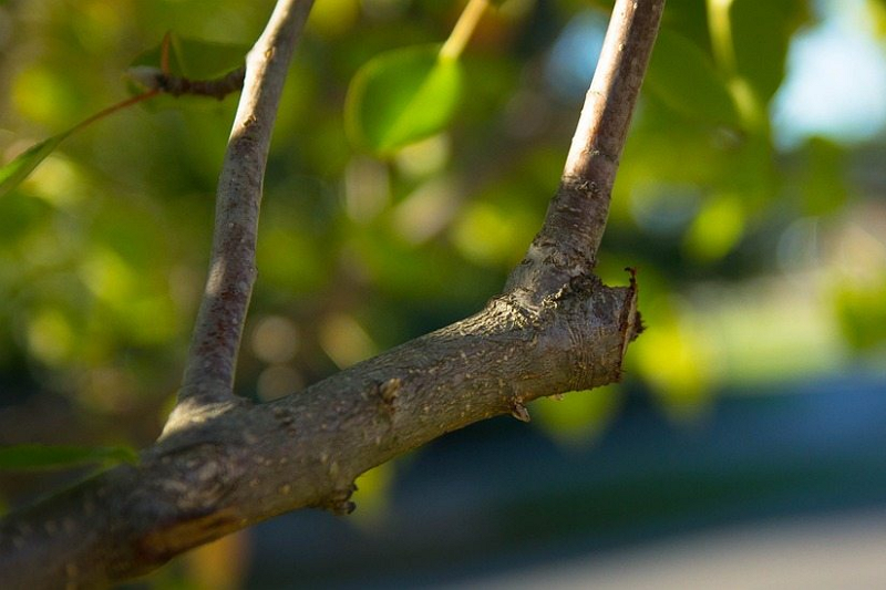 Pruning of large branches2