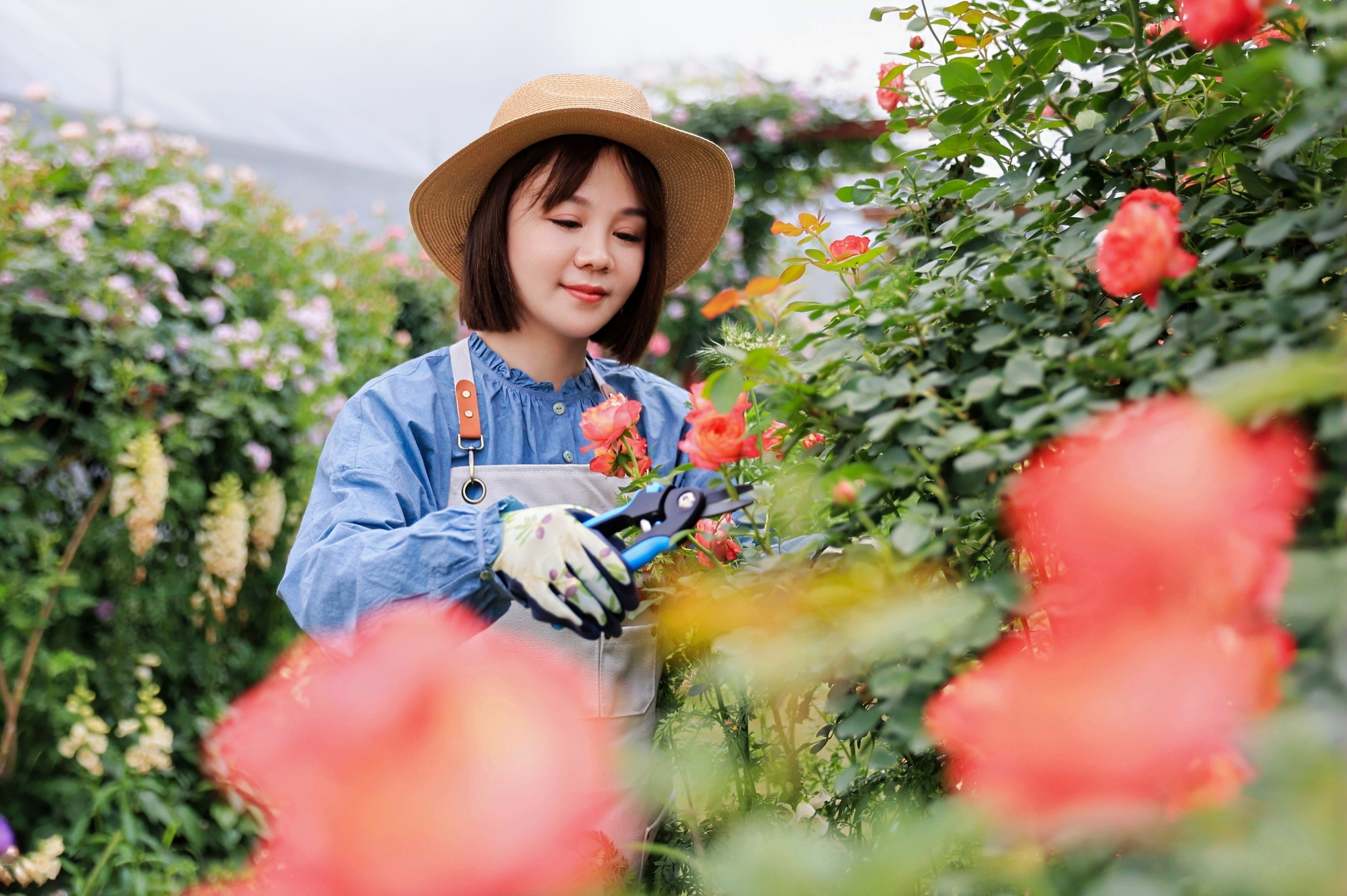 hand pruner application1