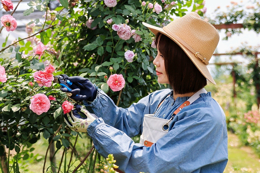 hand pruner application1