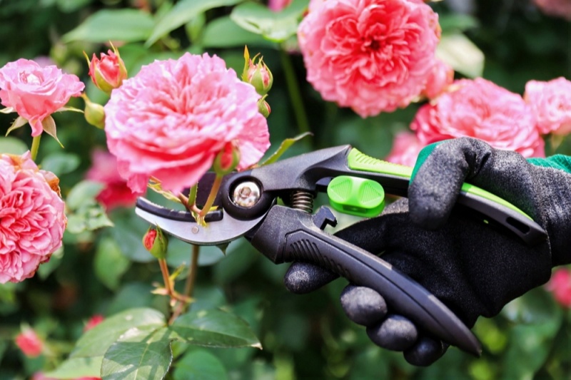 Sharing Tips on Cleaning And Maintaining Pruning Shears