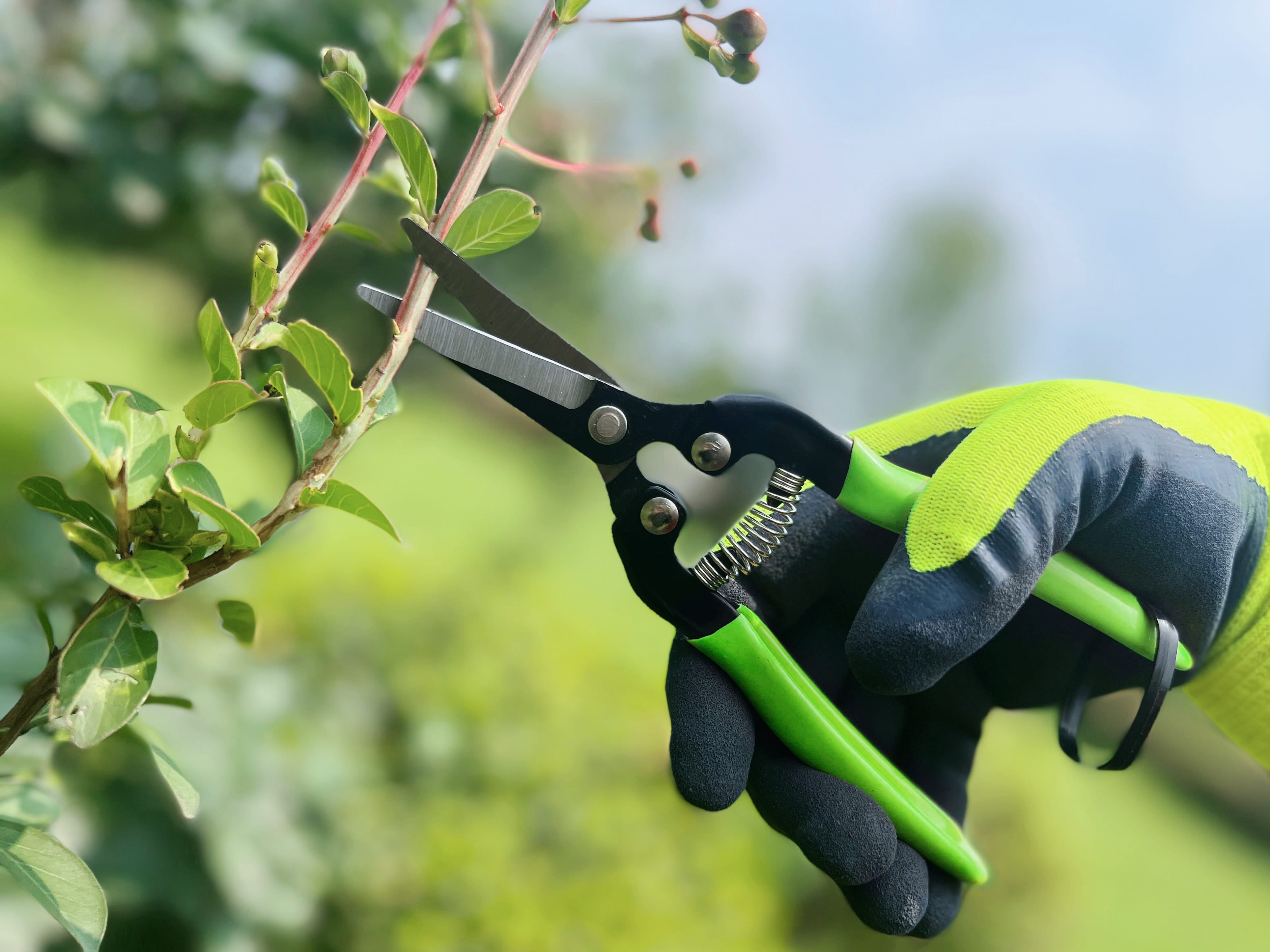 hand pruner application1