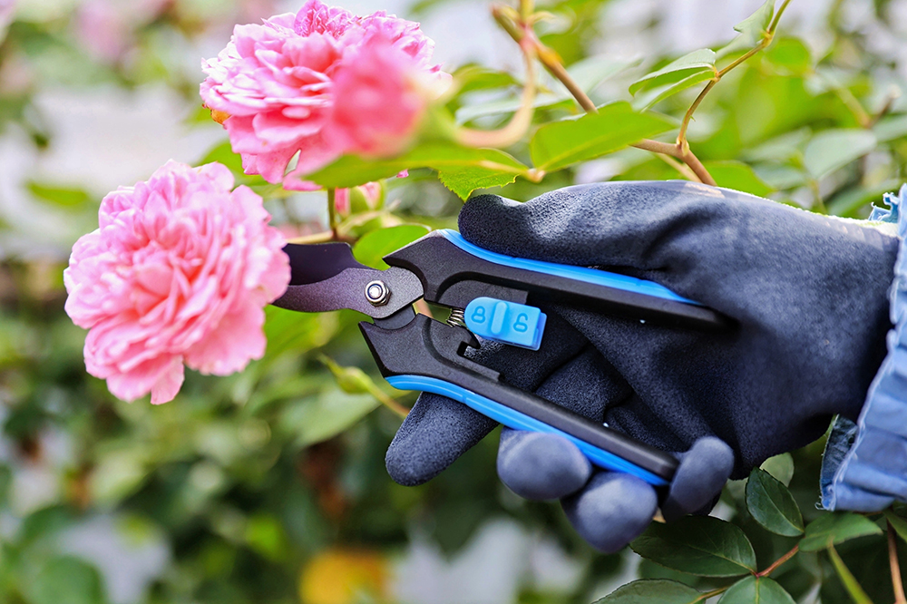 hand pruner application1