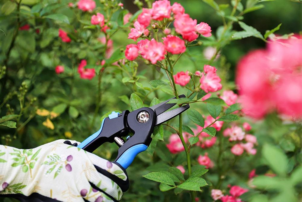 hand pruner application1