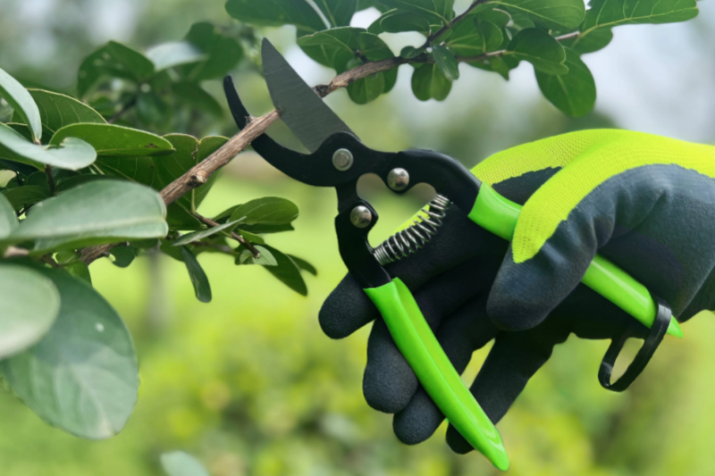 Efficient Application Techniques of Pruning Shears in Small Balcony Gardening