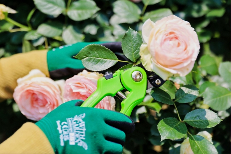 The Growing Trend of Gardening Tools in Home DIY And Camping Scenarios