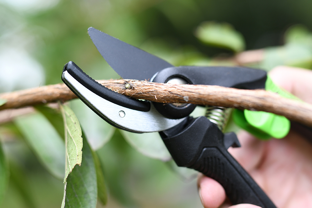 hand pruner application1