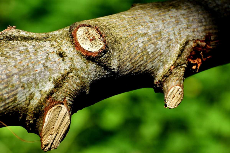 How To Cut Thick Branches And Large Branches? How Do Consumers Choose Efficient Pruning Shears?