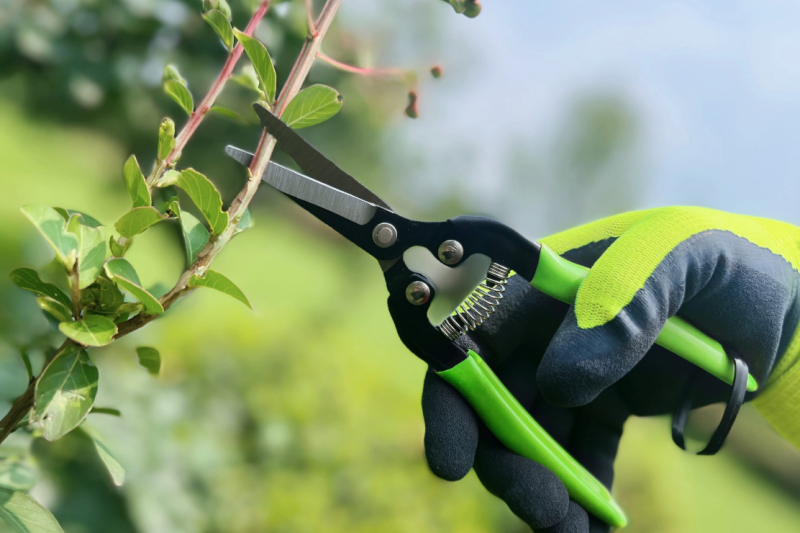What To Do When Gardening Shears Get Dull? Tips for Sharpening Them Yourself