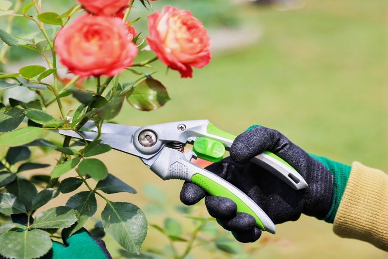 Practical Techniques for Winter Pruning of Fruit Trees