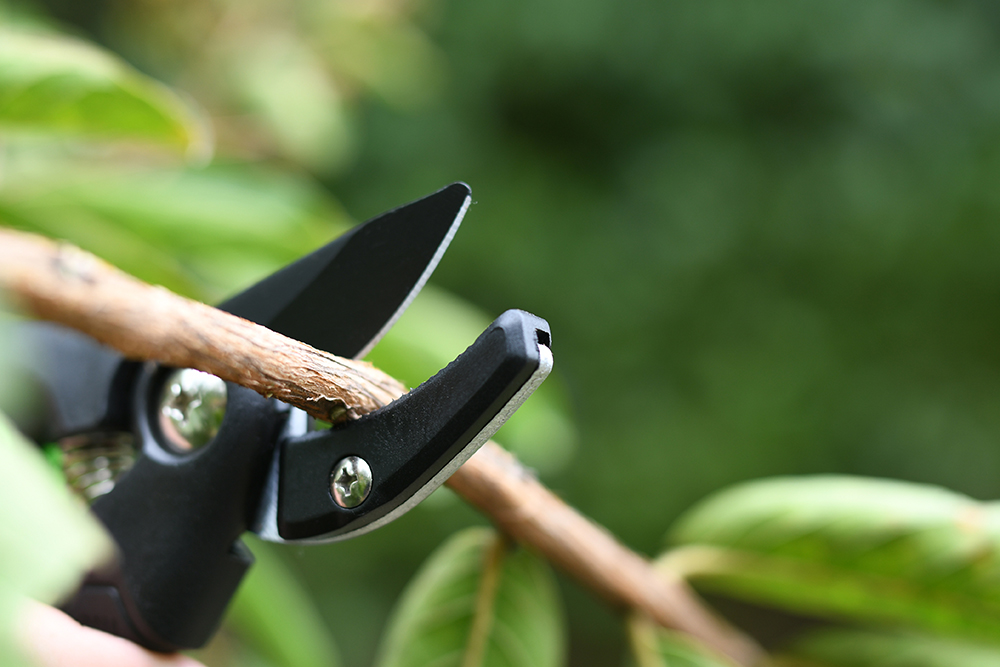 hand pruner application1