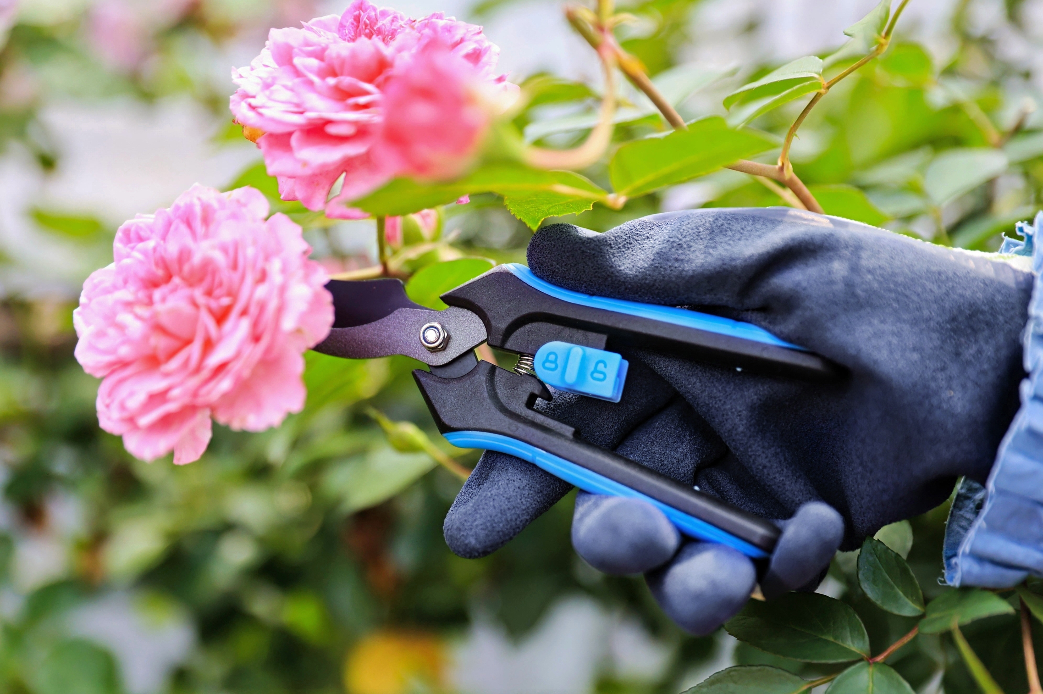 hand pruner application2