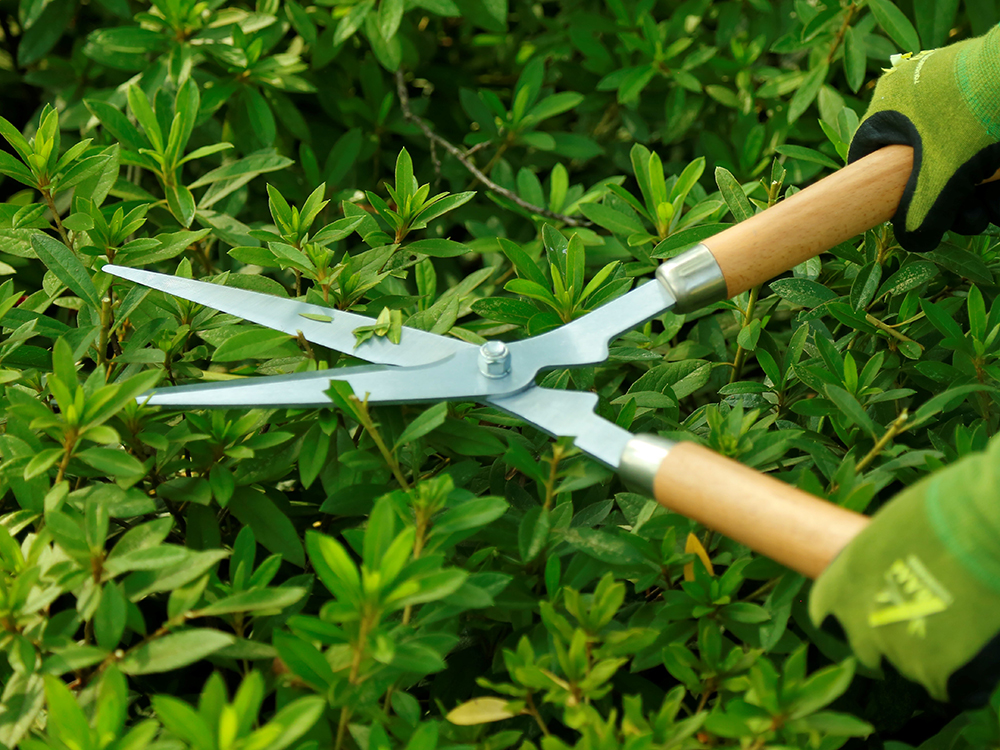 Hedge shear application1