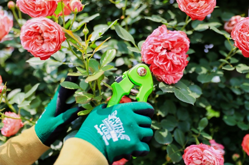 What Kind of Pruning Shears Are Suitable for Succulents And Thin-Legged Plants?