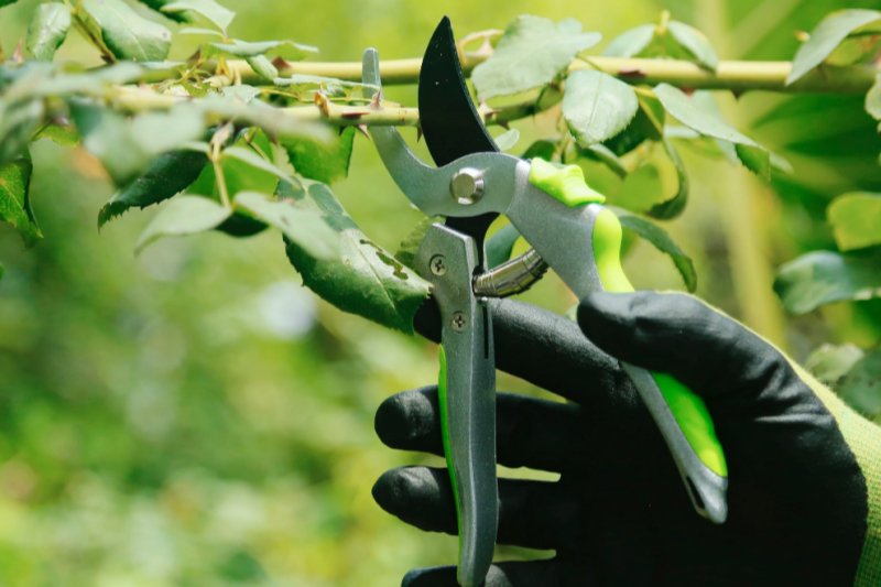 How To Quickly Treat Dead And Diseased Branches with Pruning Shears?