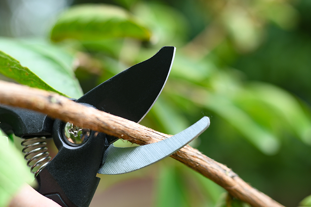 hand pruner application1