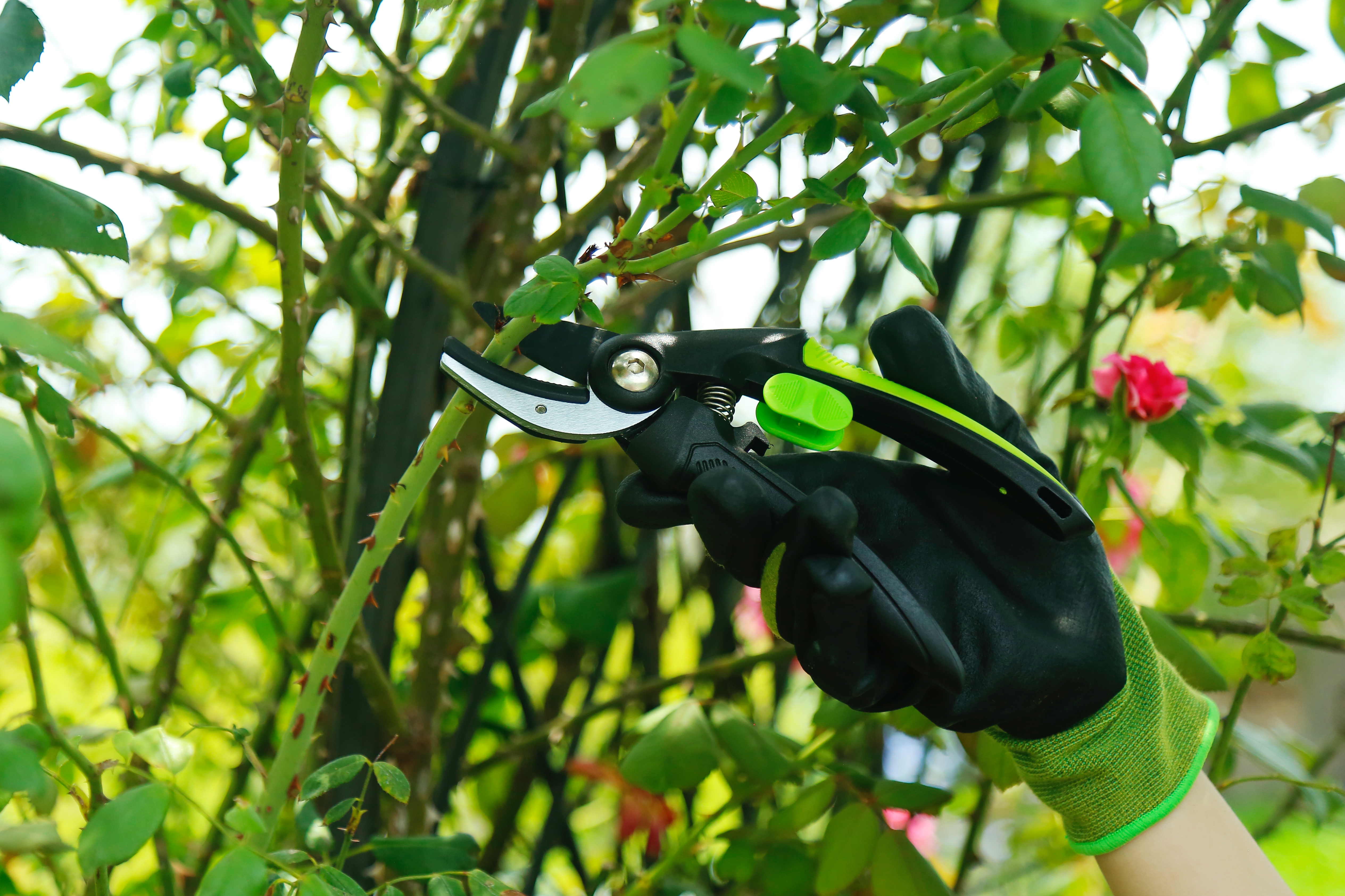 hand pruner application2