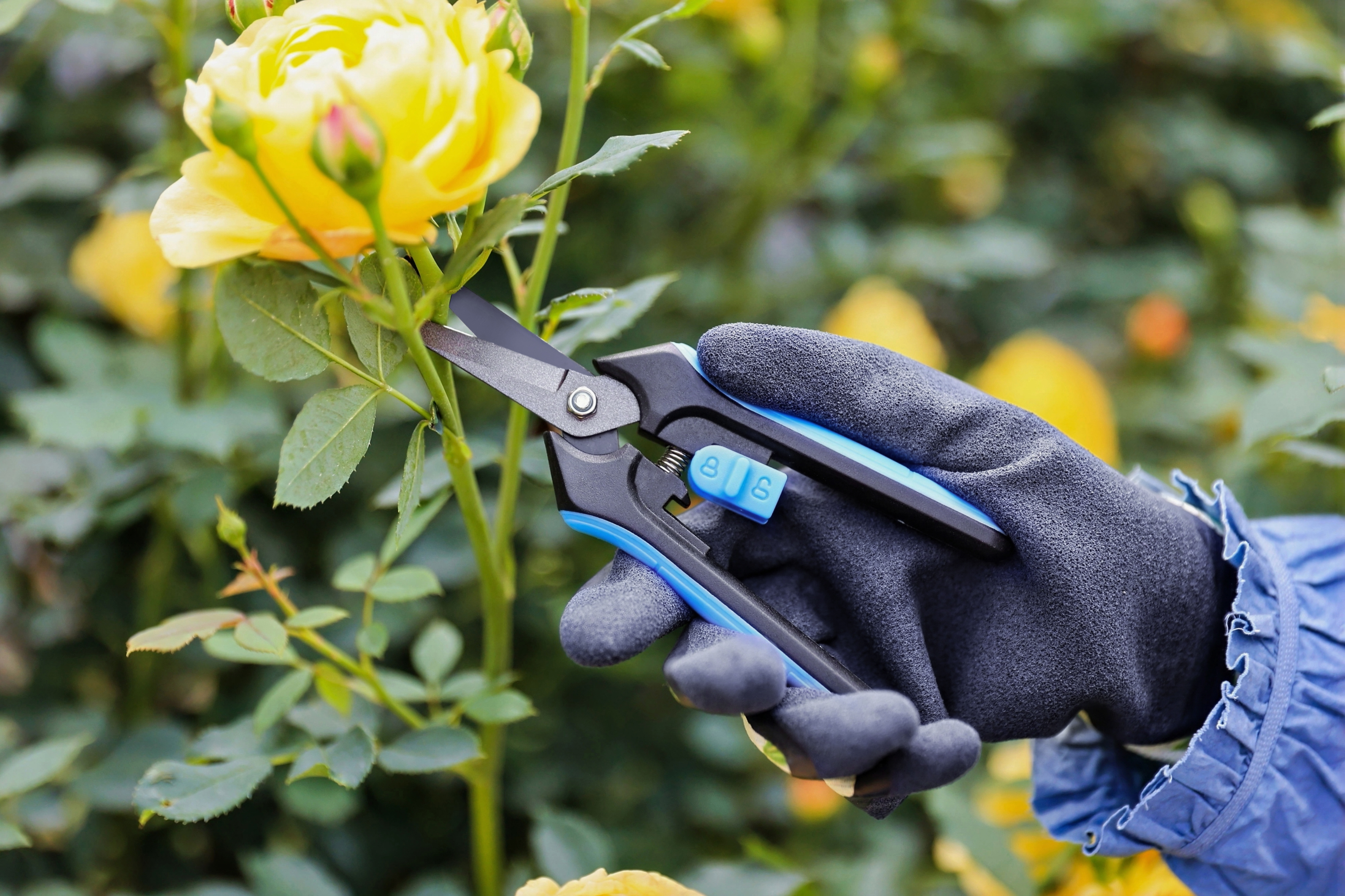 hand pruner application2