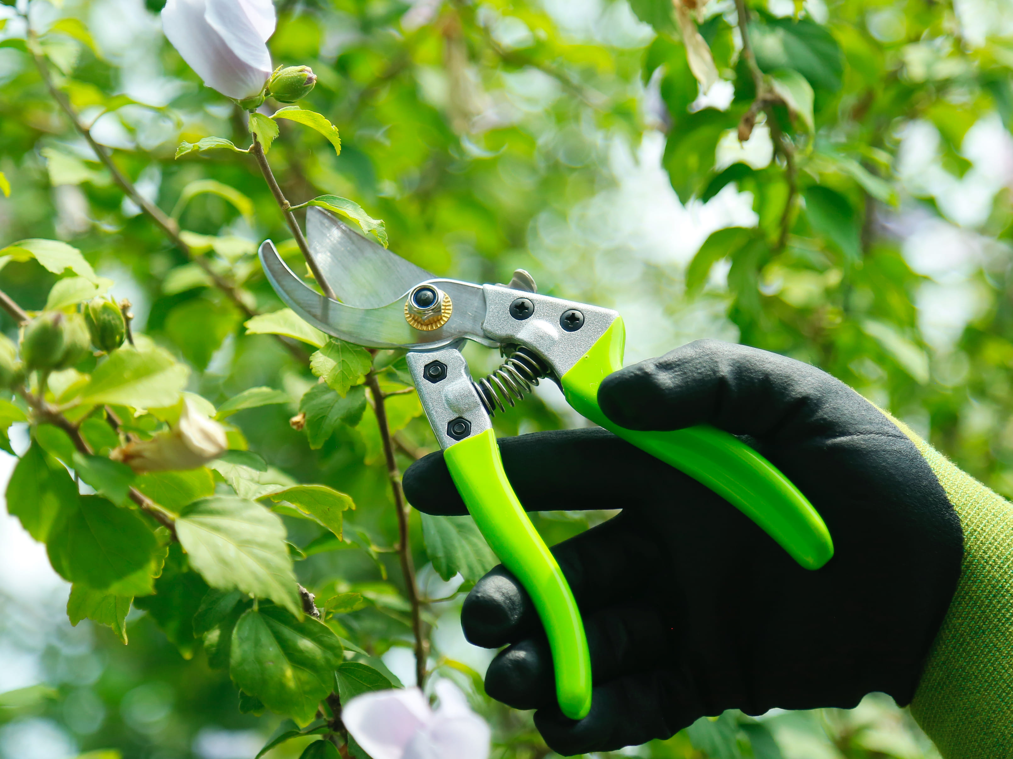hand pruner application1