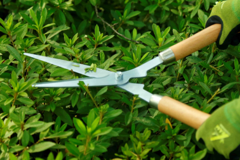What To Do If Hedge Shears Blades Are Bent? Common Problems And Maintenance Methods