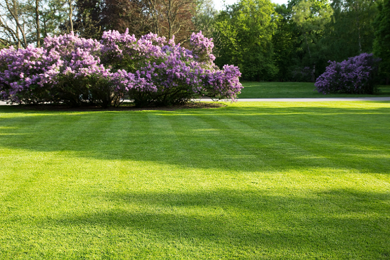 Analysis of Functional Design Trends of Lawn Shears