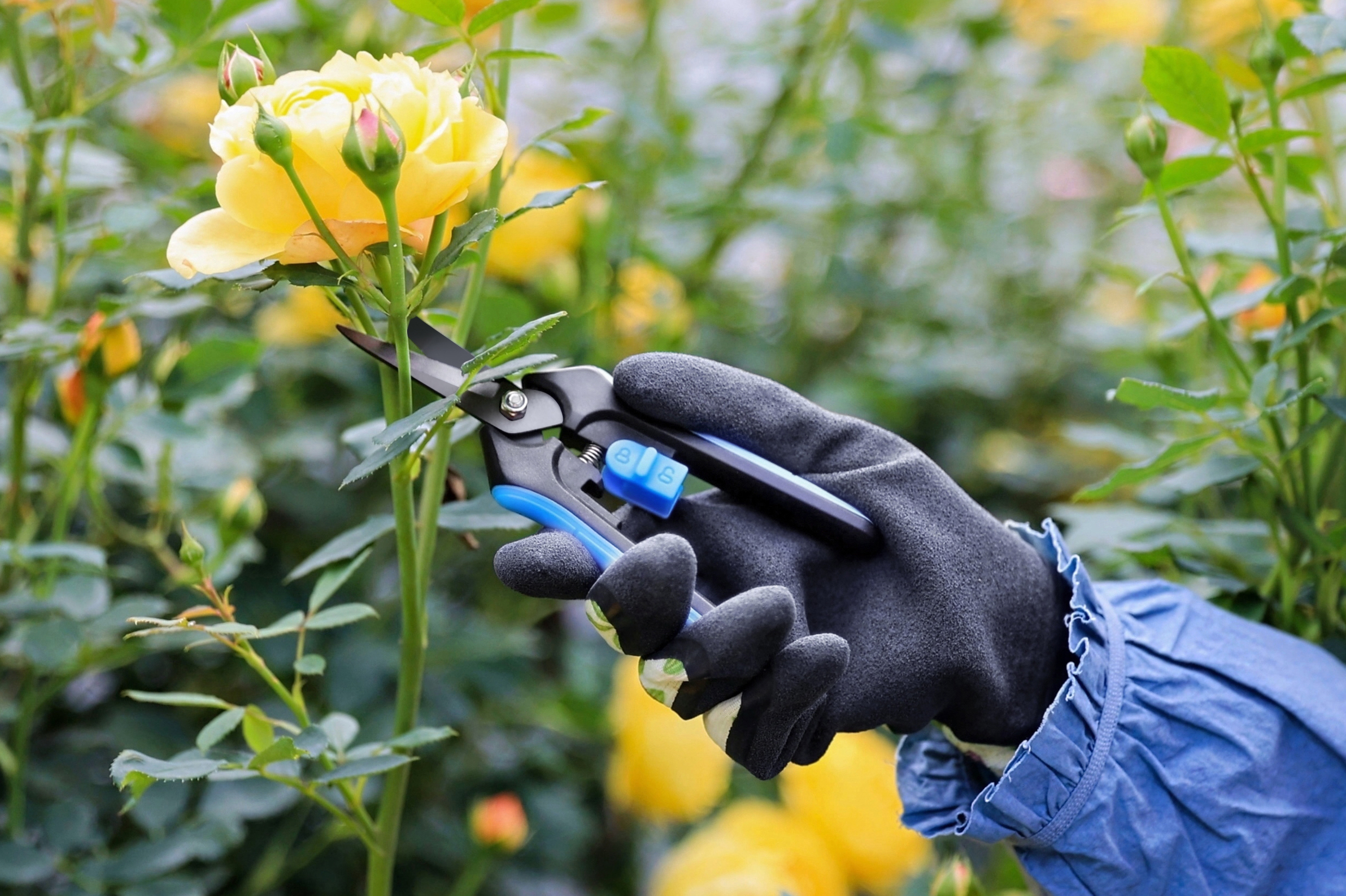 hand pruner application1