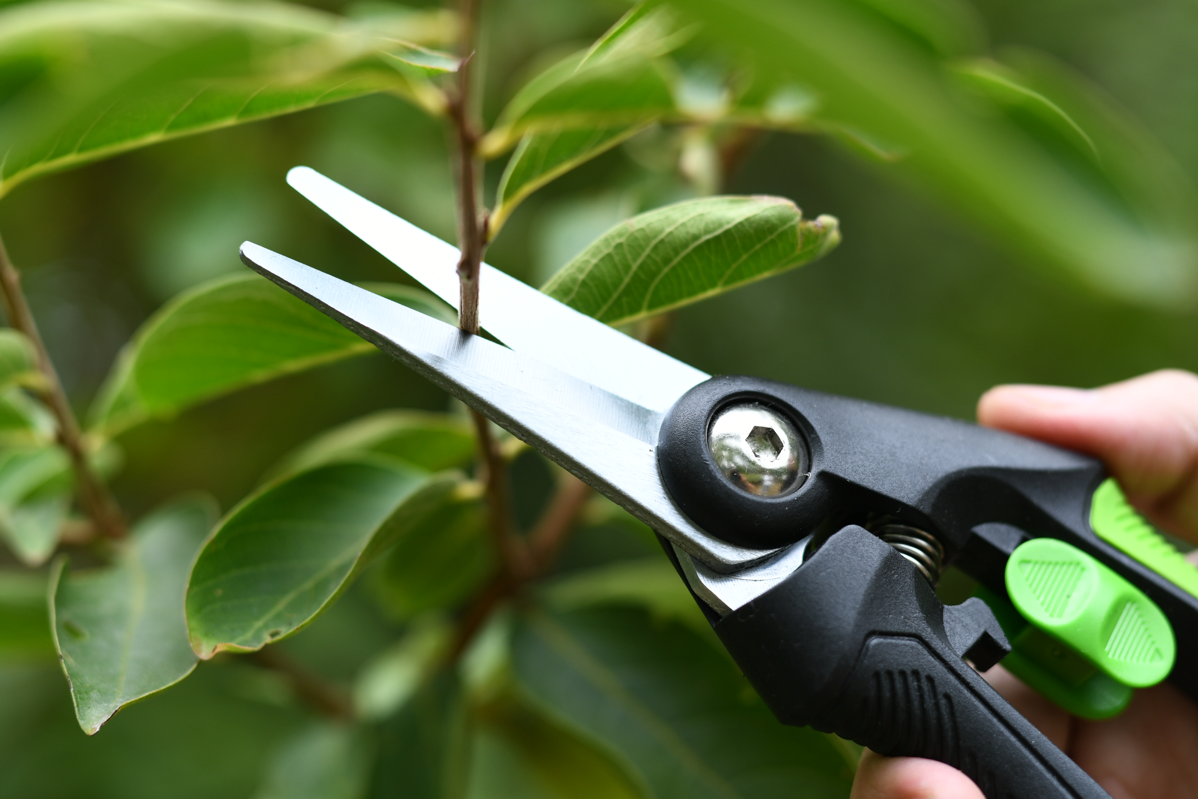 hand pruner application2
