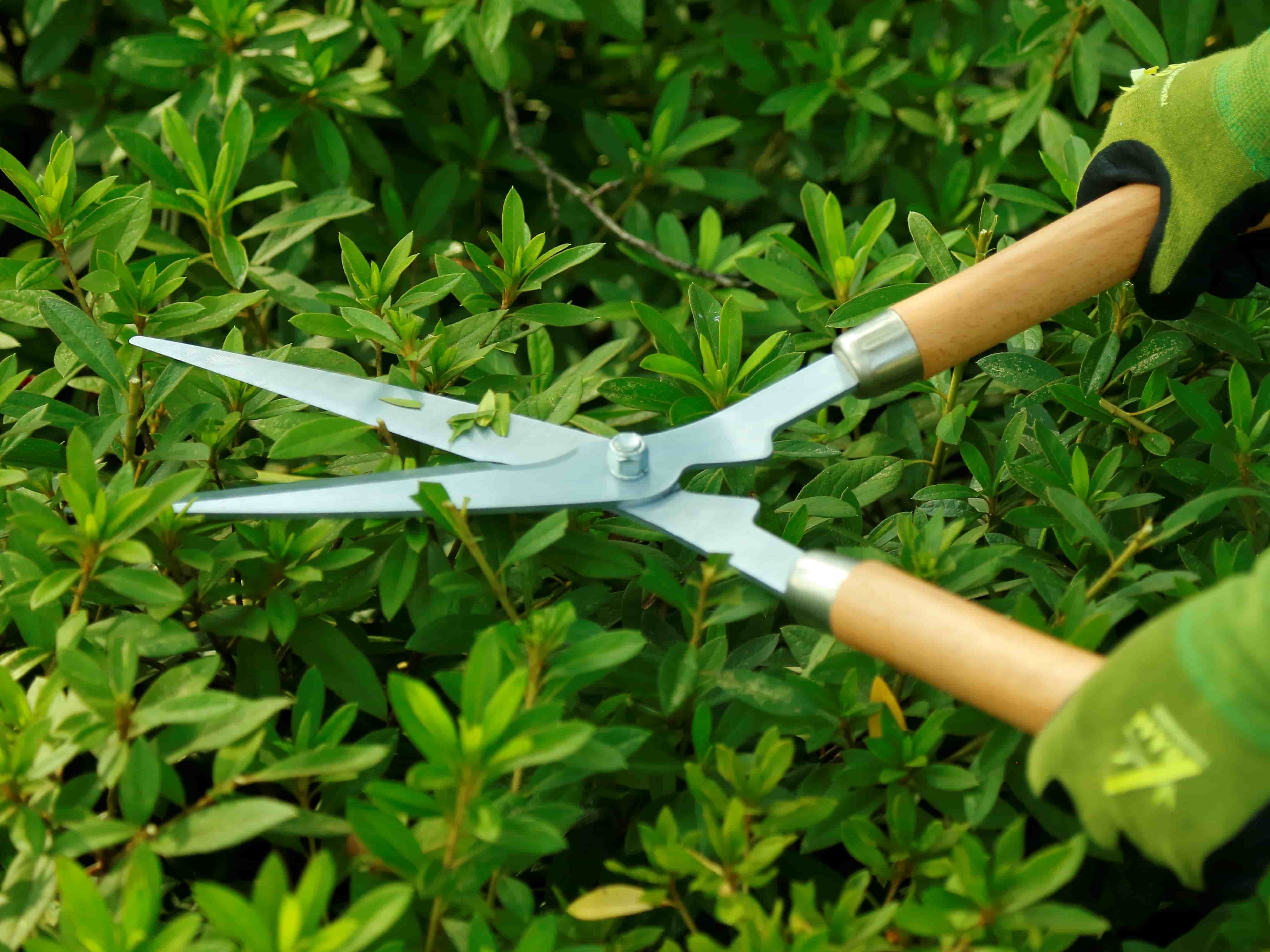 Wood handle hedge shears application1
