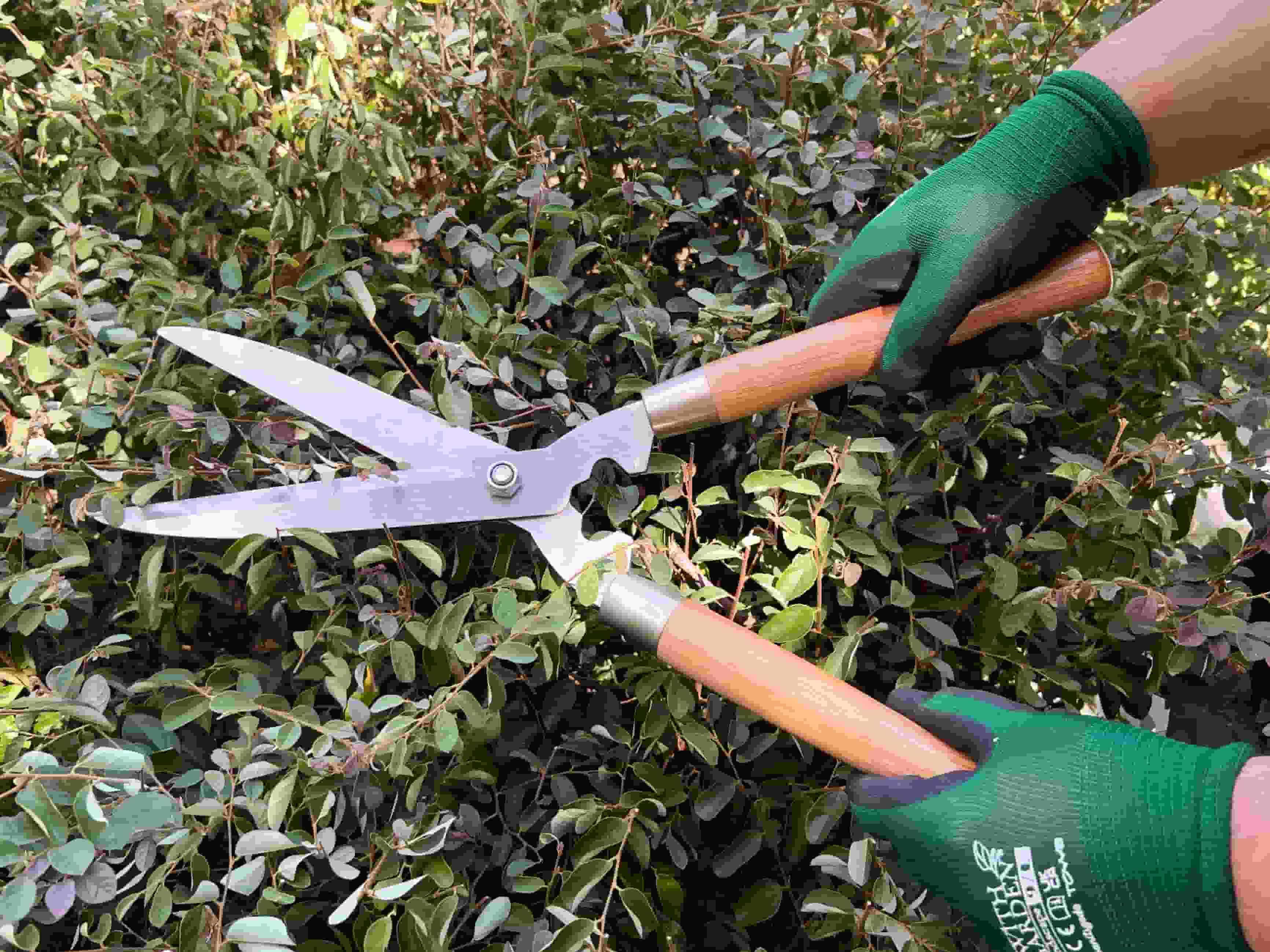 Wood handle hedge scissors