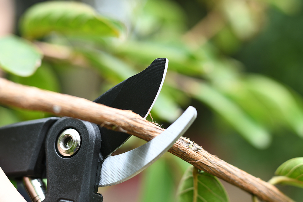 hand pruner application1