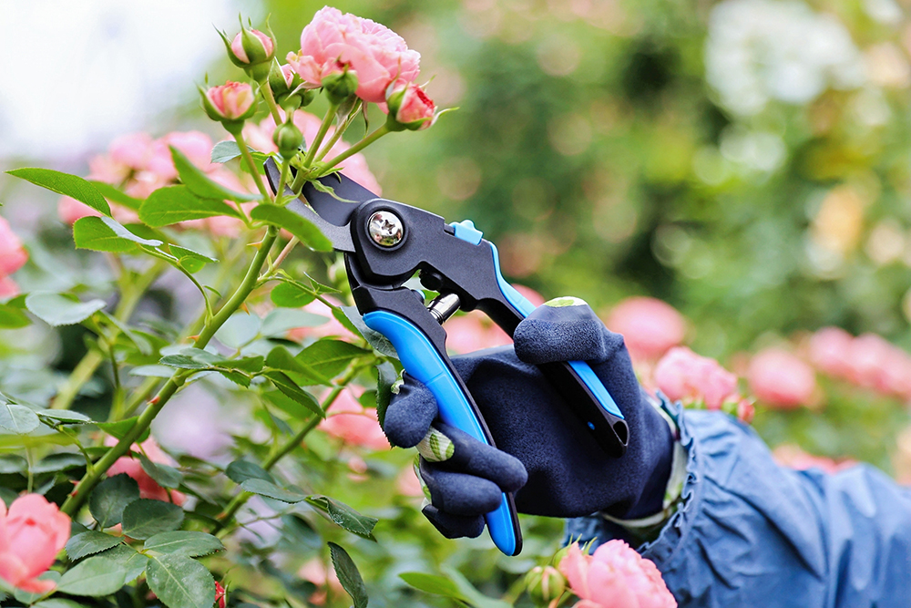 hand pruner application1