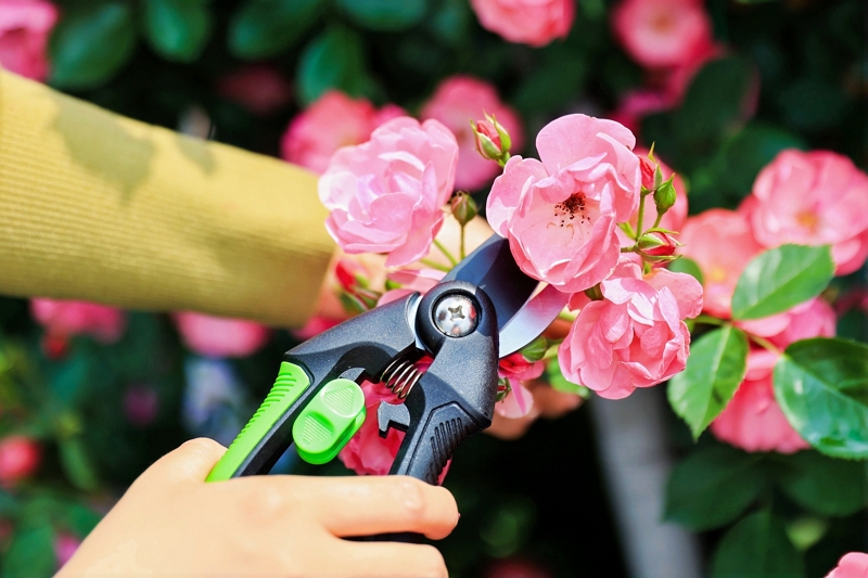 A List of Ideal Tools for Building A Small Home Garden (with Budget Suggestions)