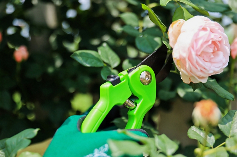 Common Problems And Recommended Tool Combinations for Home Gardens