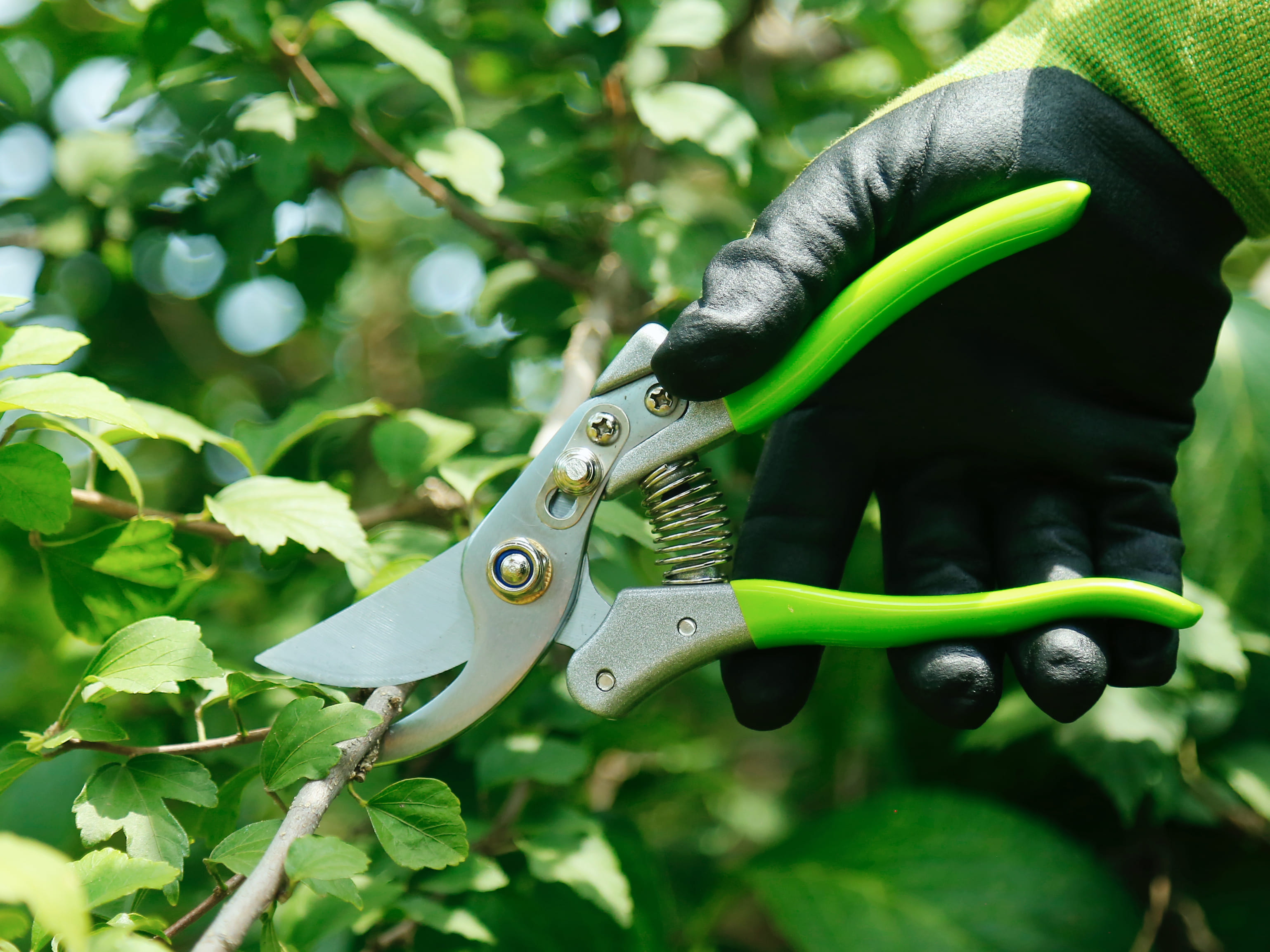 hand pruner application1