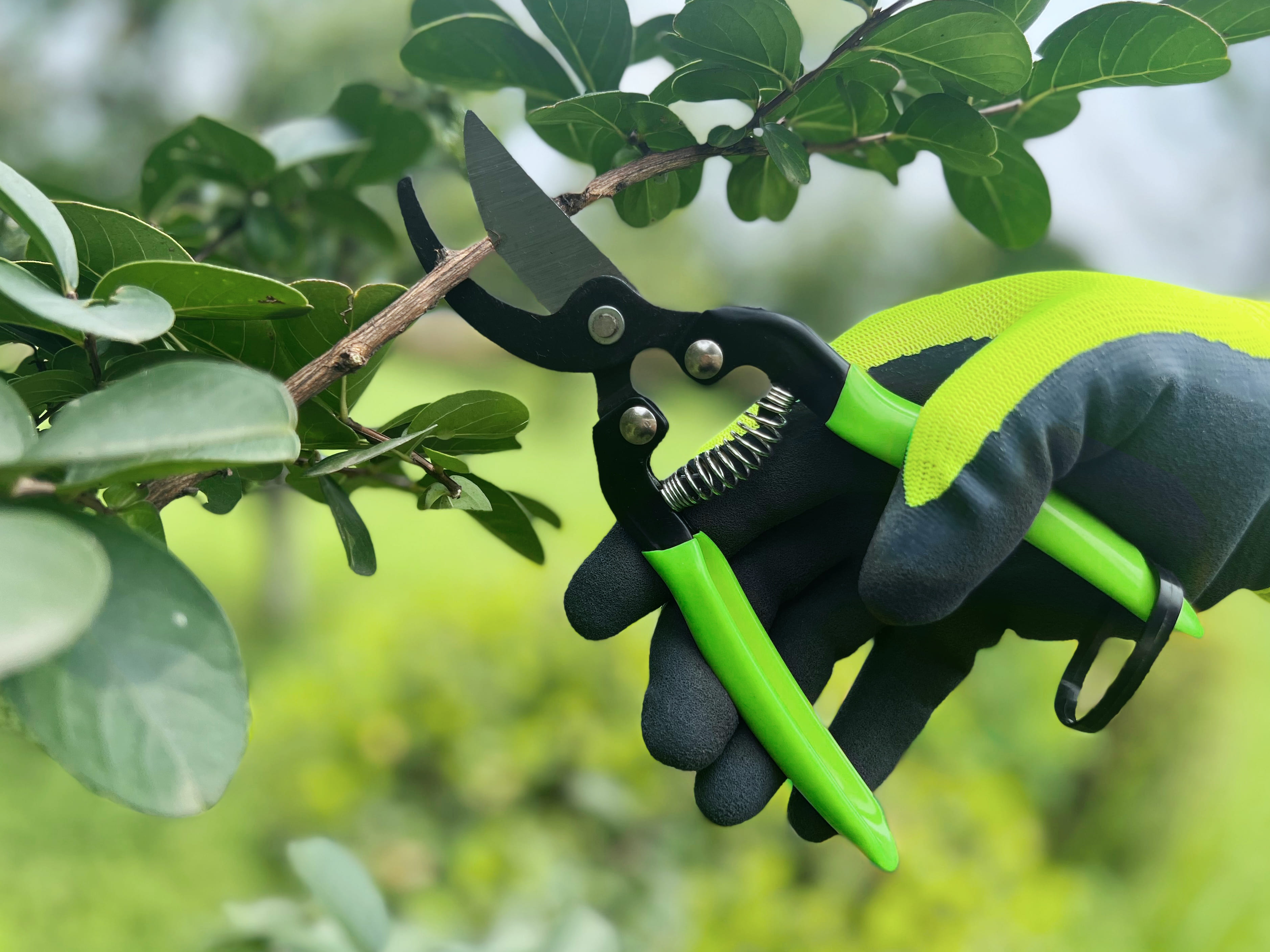 hand pruner application1