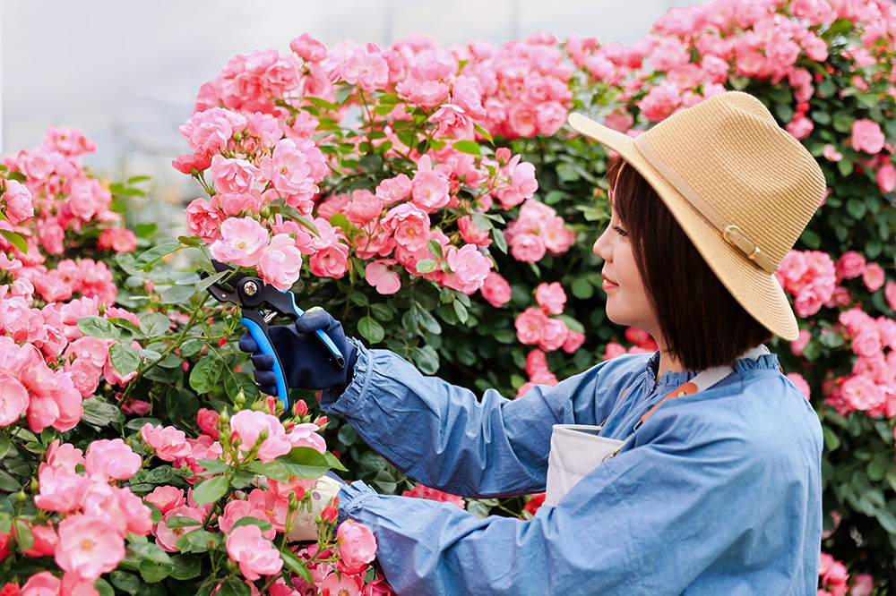 hand pruner application1